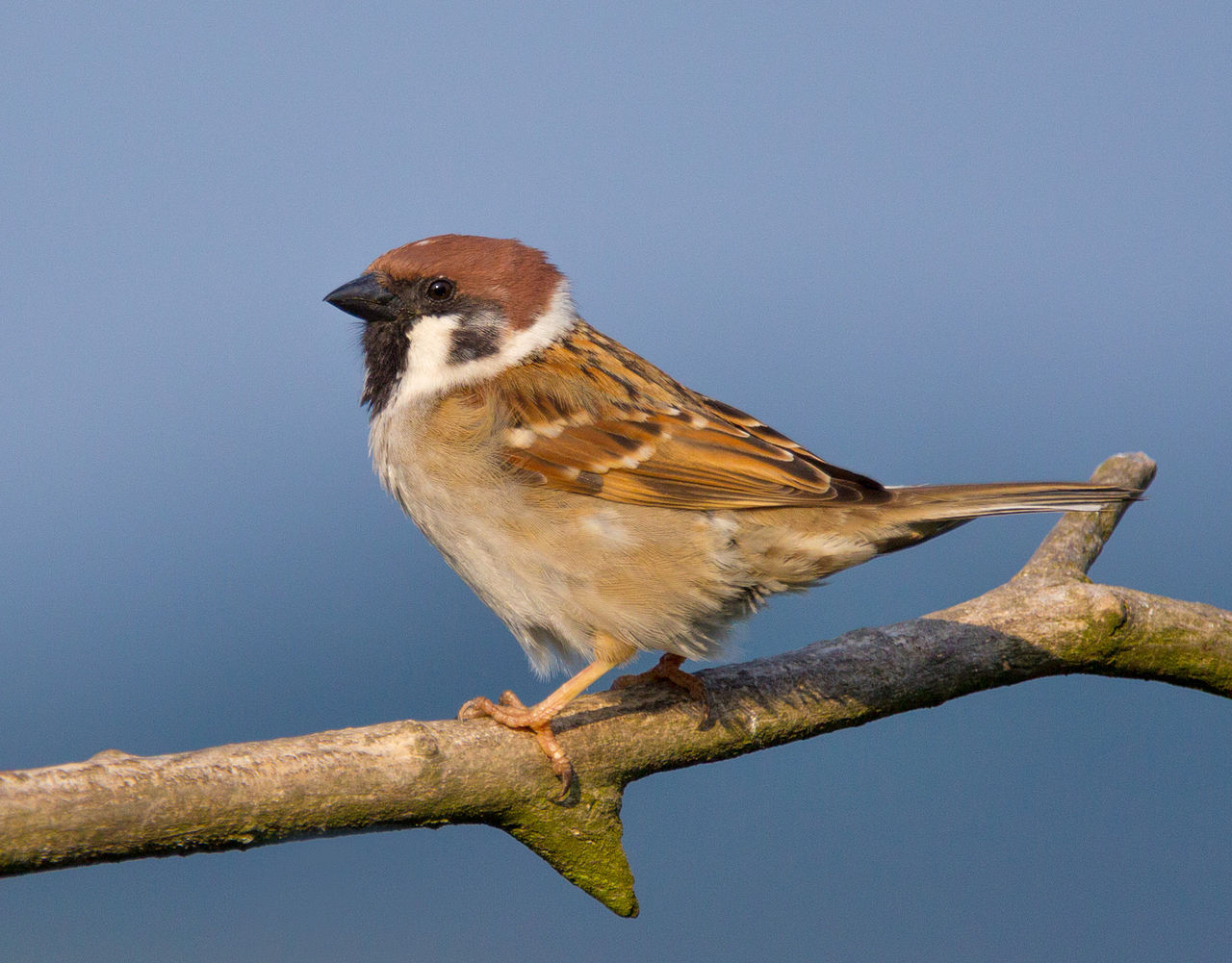 A tree sparrow. Credit: Andreas Trepte