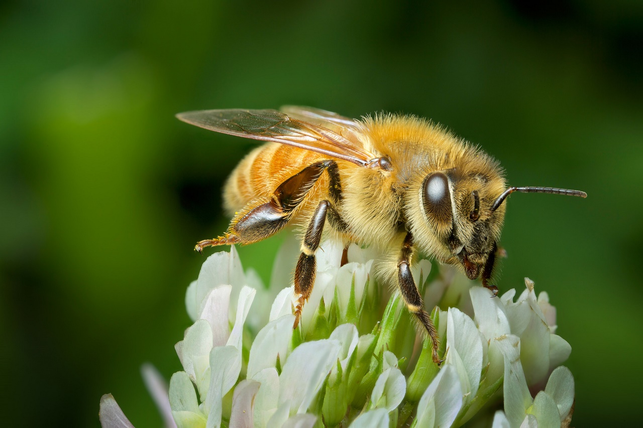 A honey bee. Image credit: Andy Murray / Flickr