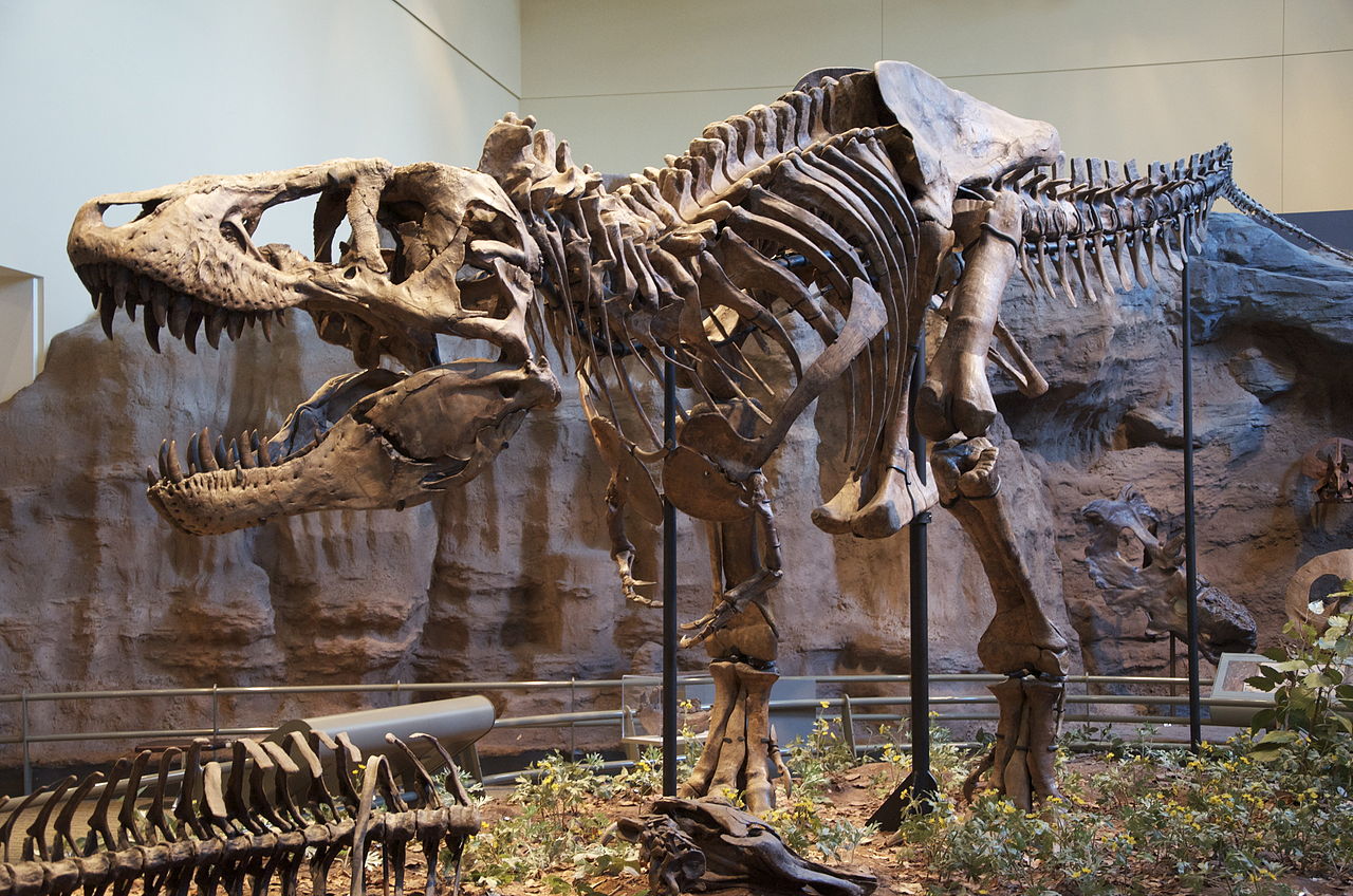 Tyrannosaurus rex holotype specimen at the Carnegie Museum of Natural History, Pittsburgh. Credit: Scott Robert Anselmo