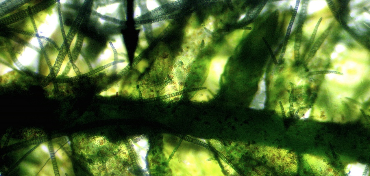 Moss and Cyanobacteria. Image credit: Nat Tarbox / Flickr