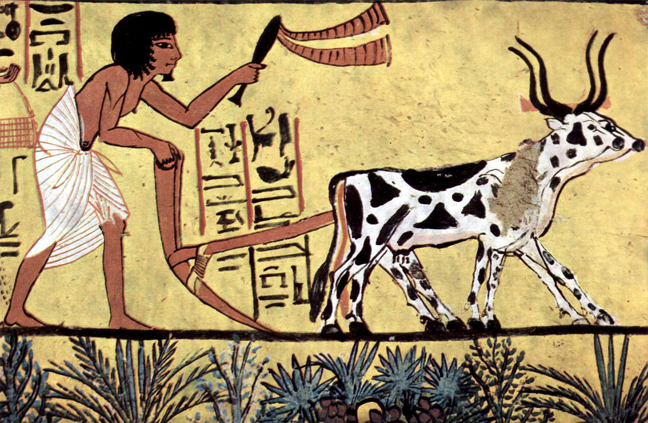 Ploughing with a yoke of horned cattle in Ancient Egypt. Painting from the burial chamber of Sennedjem, c. 1200 BCE.