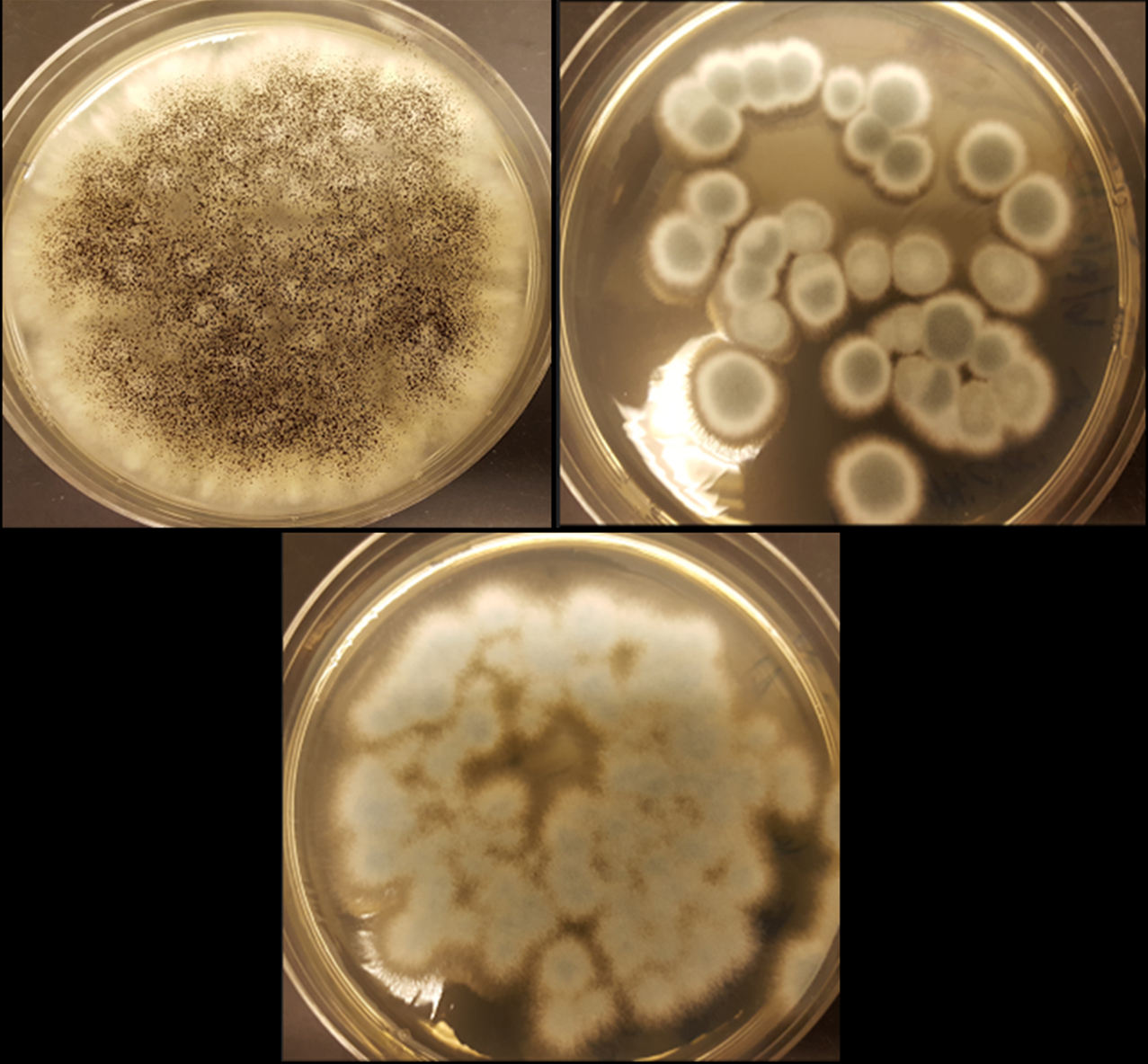 The fungi Aspergillus niger (top left), Penicillium simplicissimum (top right) and Penicillium chrysogenum (bottom) can recycle cobalt and lithium from rechargeable batteries. Credit: Aldo Lobos