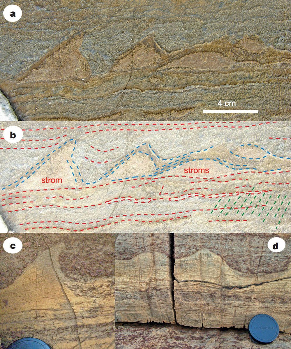 The stromatolites in figure a are from Greenland; those in c and d are younger stromatolites from Western Australia. Figure b shows the layers created by microbes as they formed the Greenland stromatolites (blue lines). ‘Stroms’ are several overlapping stromatolites. Photograph: Nature