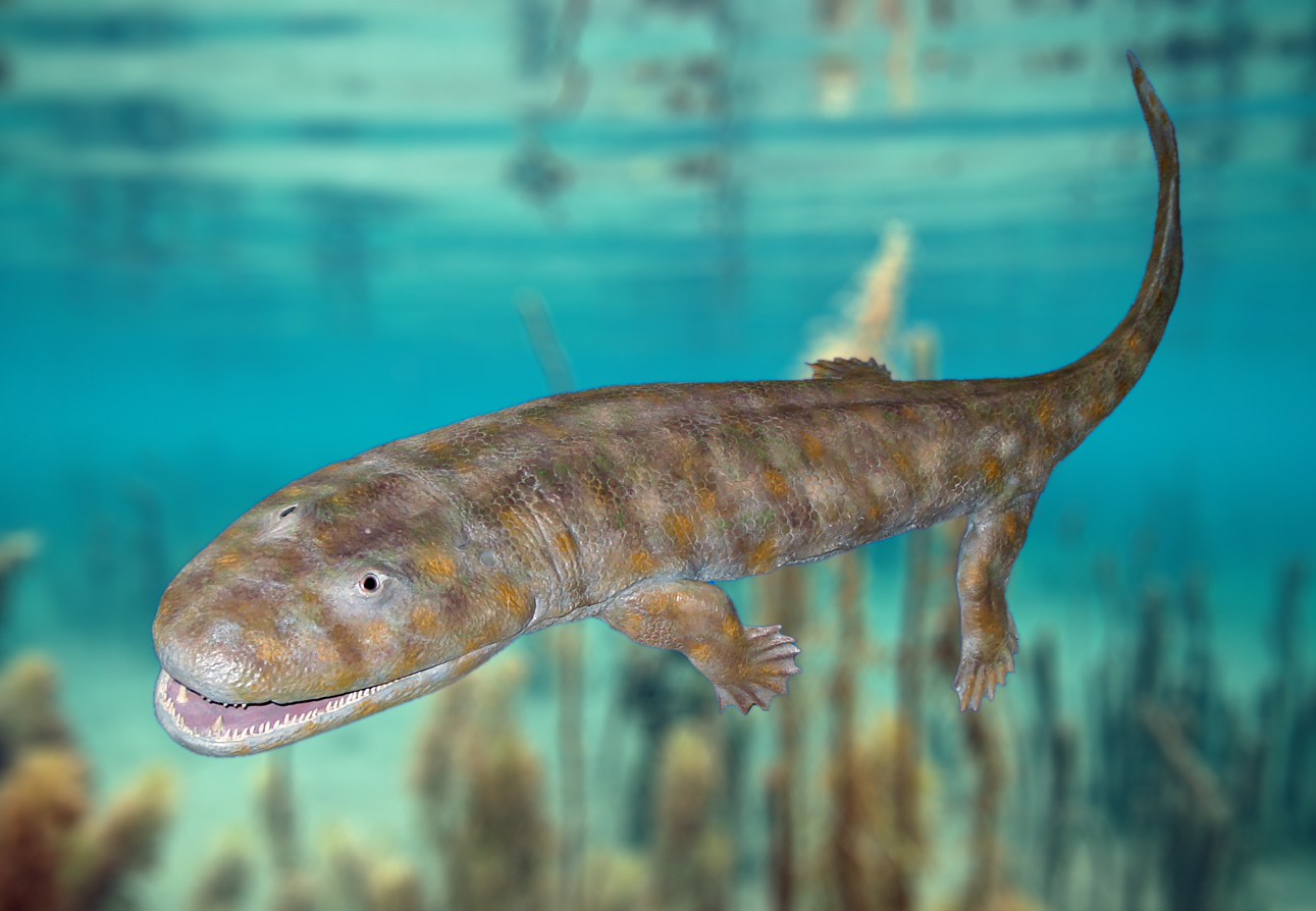 Model reconstruction of Acanthostega at State Museum of Natural History in Stuttgart (Germany)