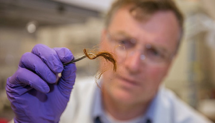 A 250-year-old archaeological hair sample is shown here as it is being prepared for proteome analysis. According to a new study, protein markers from hair may be used for human identification. Photo credit: Julie Russell/LLNL