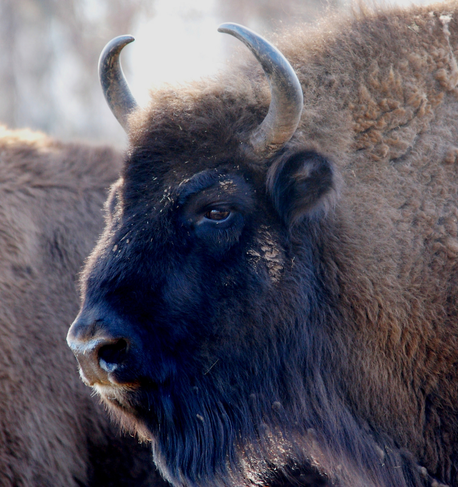 European bison Bison bonasus (wisent) at Highland Wildlife Park, Kingcraig. Photo credit: Nick Jonsson / Flickr