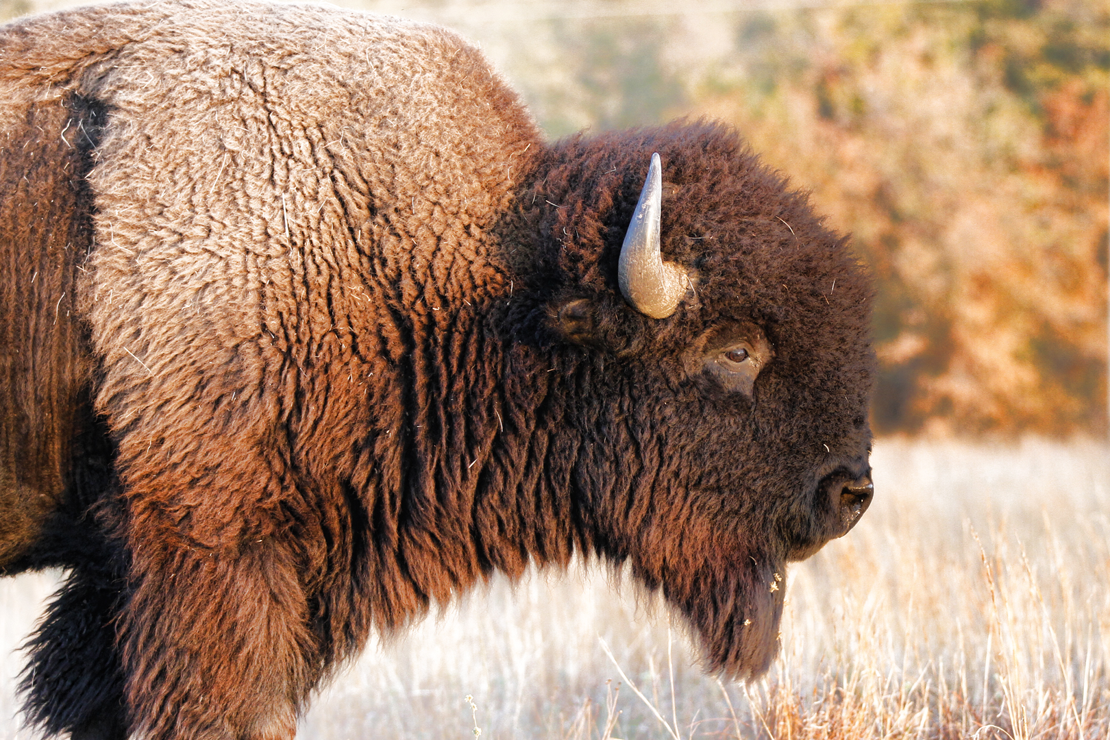 American Bison. Wichita Mountains Wildlife Refuge SW Oklahoma. Photo credit: Larry Smith / Flickr