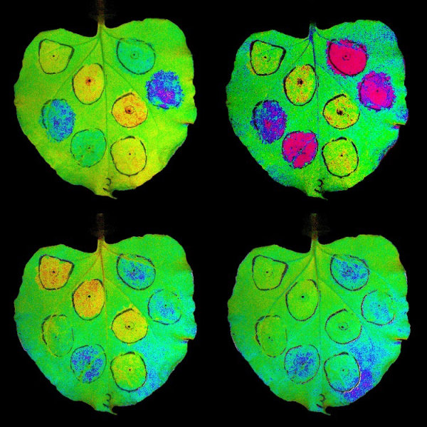 Tobacco leaves showing transient overexpression of genes involved in nonphotochemical quenching (NPQ), a system that protects plants from light damage. Red and yellow regions represent low NPQ activity, while blue and purple areas show high levels induced by exposure to light. Credit: Lauriebeth Leonelli and Matthew Brooks/UC Berkeley