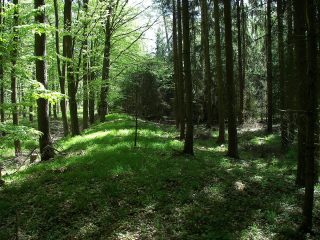 vallum germanicus vallum germanicus