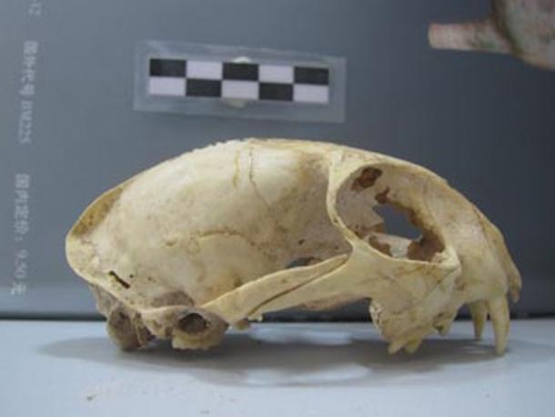 A domestic cat skull from the Neolithic site of Wuzhuangguoliang in Shaanxi Province, from 3200-2800 BC. (© J.-D. Vigne, CNRS/MNHN)