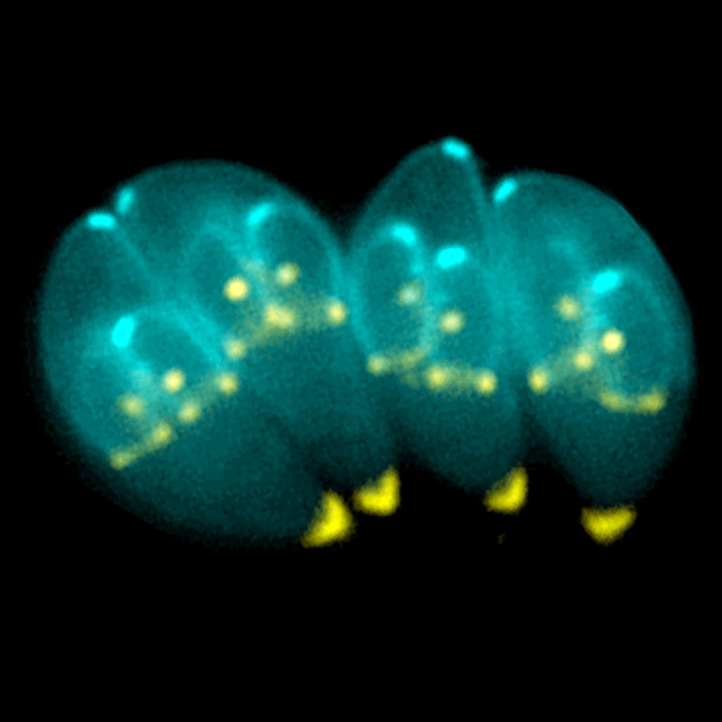 T. gondii constructing daughter scaffolds within the mother cell. 