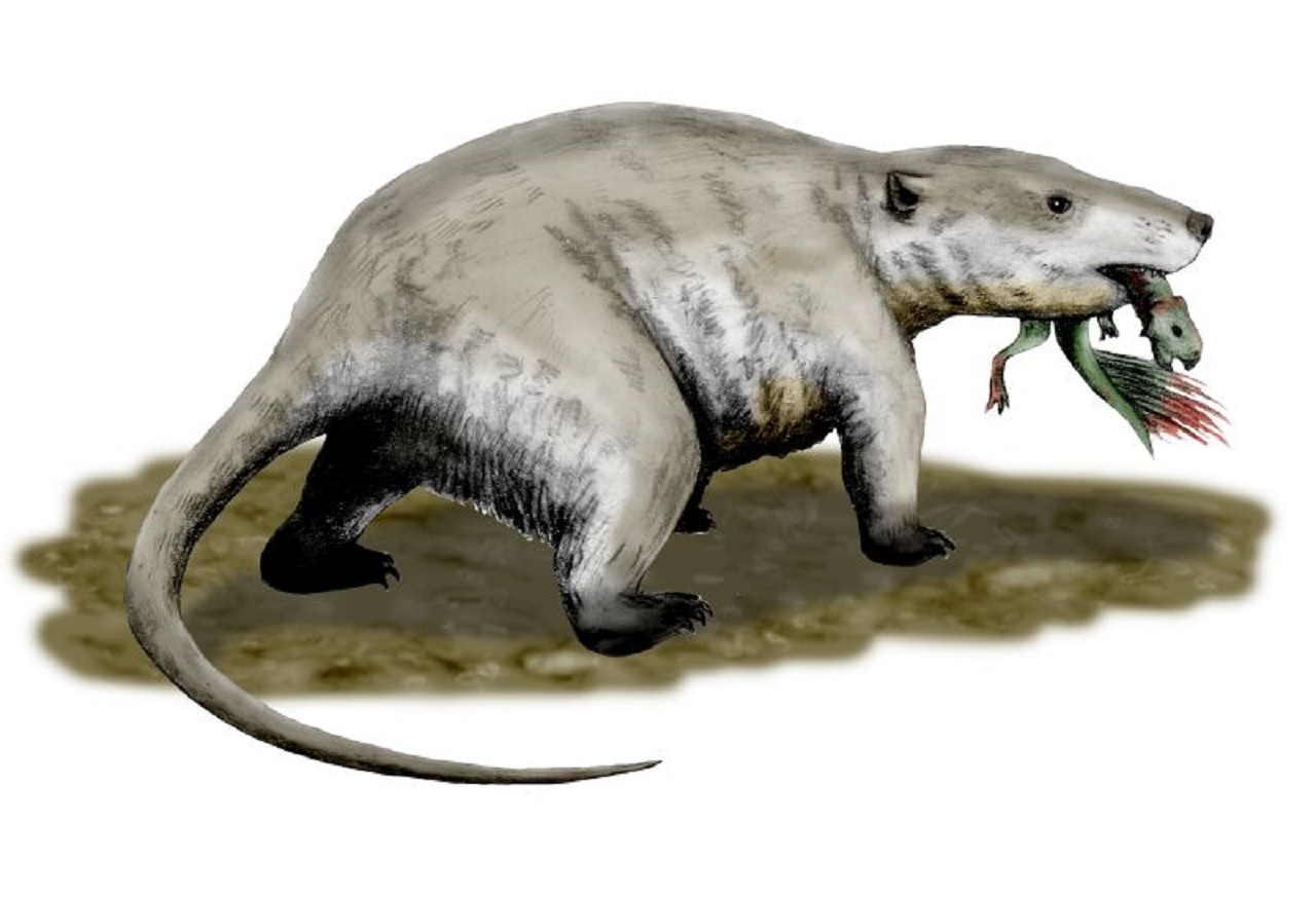 Repenomamus giganticus, a triconodont from the Early Cretaceous of China, pencil drawing, digital coloring. Credit: Nobu Tamura