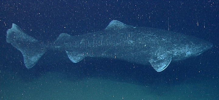 Greenland shark (Somniosus microcephalus).