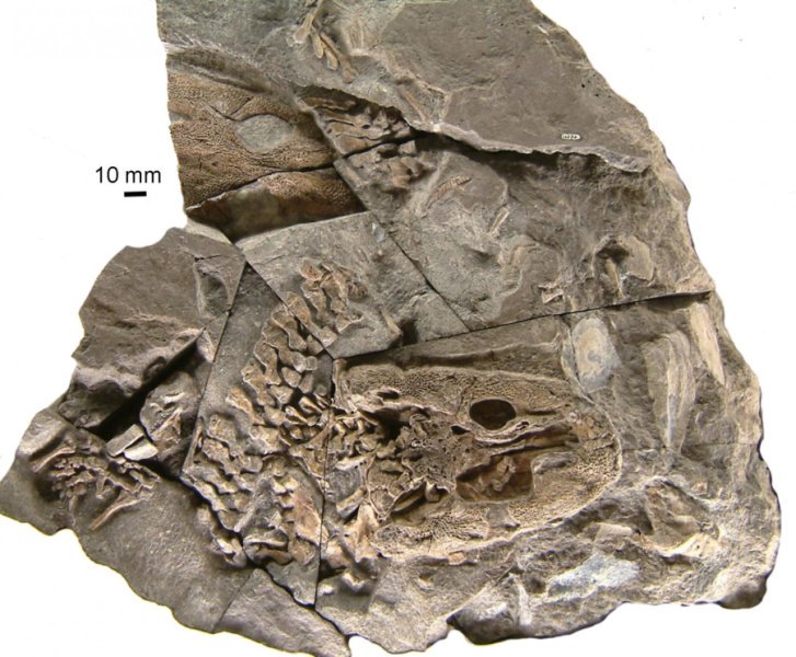 A photo of the Acanthostega fossil. Credit: Jennifer CLack
