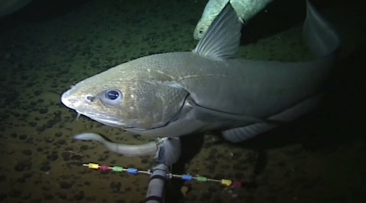 Video | Life in the Mariana Trench