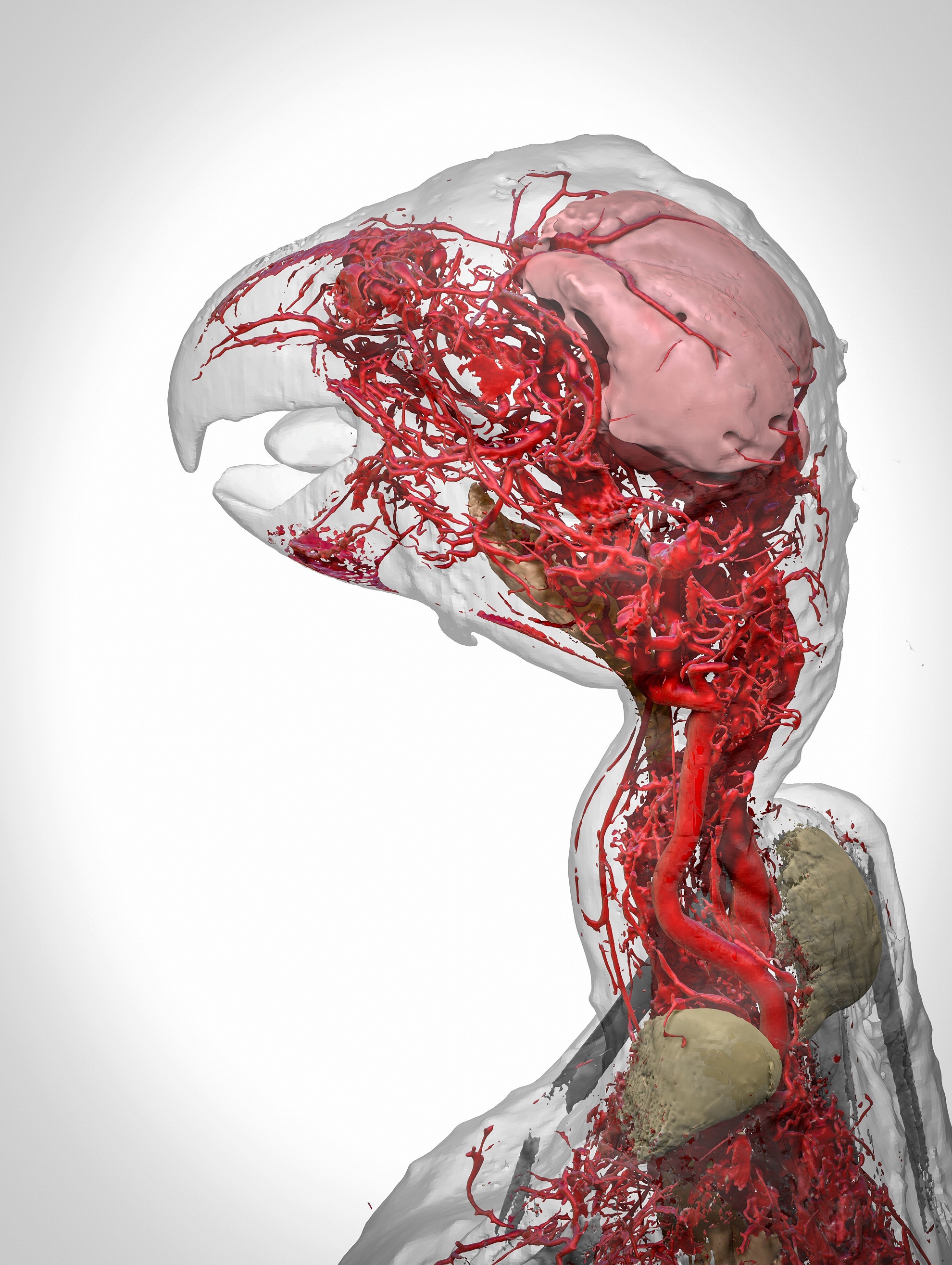 This image shows a 3D reconstruction of an African grey parrot, post euthanasia. The 3D model details the highly intricate system of blood vessels in the head and neck of the bird and was made possible through the use of a new research contrast agent called BriteVu (invented by Scott Echols). This contrast agent allows researchers to study a subject’s vascular system in incredible detail, right down to the capillary level.