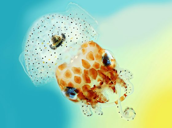 Native to the Pacific Ocean, Hawaiian bobtail squid are nocturnal predators that remain buried under the sand during the day and come out to hunt for shrimp near coral reefs at night. The squid have a light organ on their underside that houses a colony of glowing bacteria called Vibrio fischeri. The squid provide food and shelter for these bacteria in return for their bioluminescence.