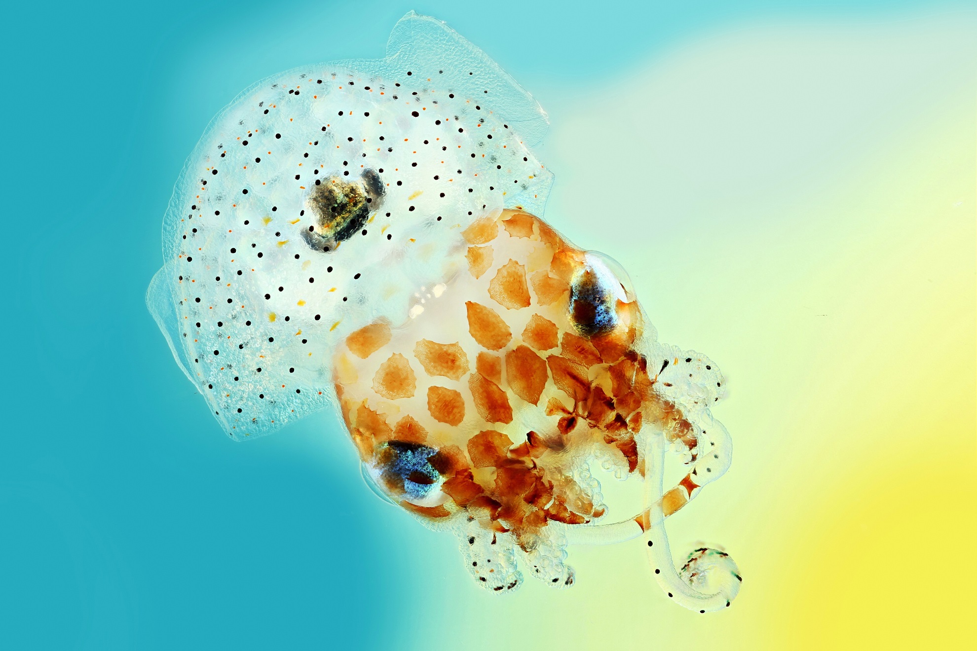 Native to the Pacific Ocean, Hawaiian bobtail squid are nocturnal predators that remain buried under the sand during the day and come out to hunt for shrimp near coral reefs at night. The squid have a light organ on their underside that houses a colony of glowing bacteria called Vibrio fischeri. The squid provide food and shelter for these bacteria in return for their bioluminescence.