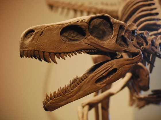 All known fossils of the Herrerasaurus dinosaurs have been discovered in rocks of Carnian age (late Triassic according to the ICS, dated to 231.4 million years ago) in northwestern Argentina. the classification of Herrerasaurus was unclear because it was known from very fragmentary remains. It was hypothesized to be a basal theropod, a basal sauropodomorph, a basal saurischian, or not a dinosaur at all but another type of archosaur.