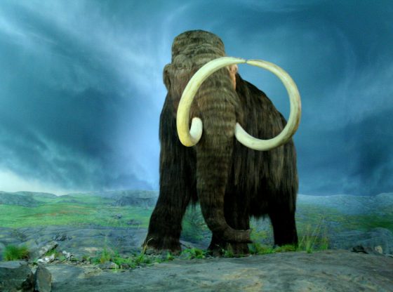The Woolly Mammoth at the Royal BC Museum, Victoria, British Columbia.