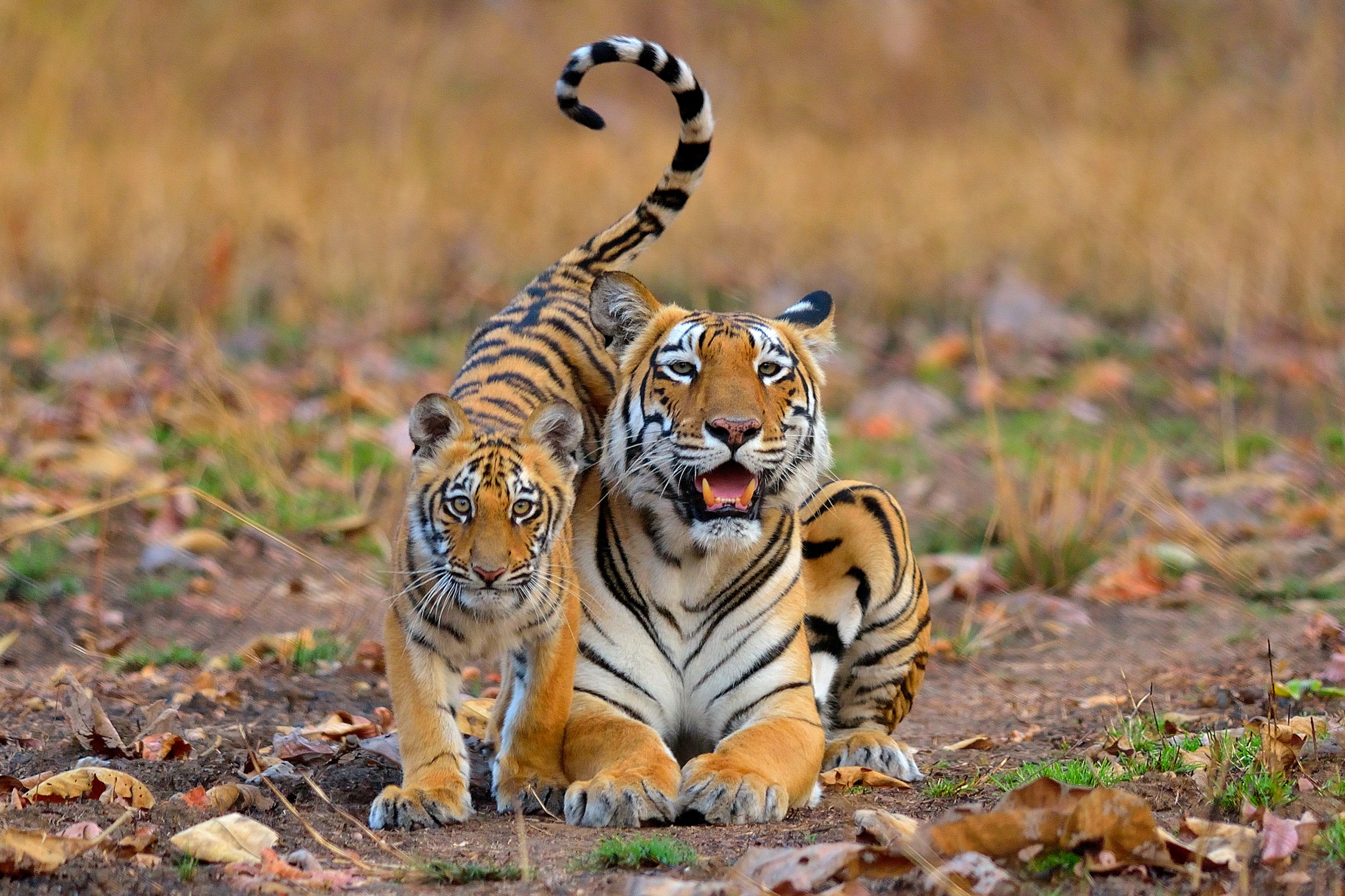 Wild animals play. Природа и животные. Красота природы животные. Тигр в природе. Дикие звери.