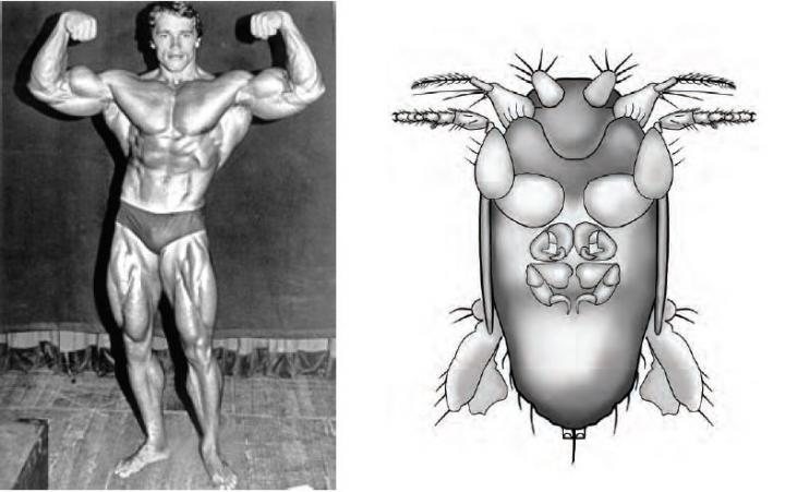 Wikipedia Commons (Photo) & Tyler Hayden (drawing), CC-BY 4.0.