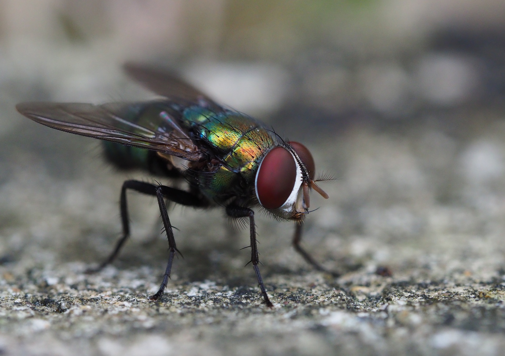 Муха насекомое виды. Двукрылые мухи. Двукрылые насекомые комар. Мухи Diptera. Слепень фото златоглазки.