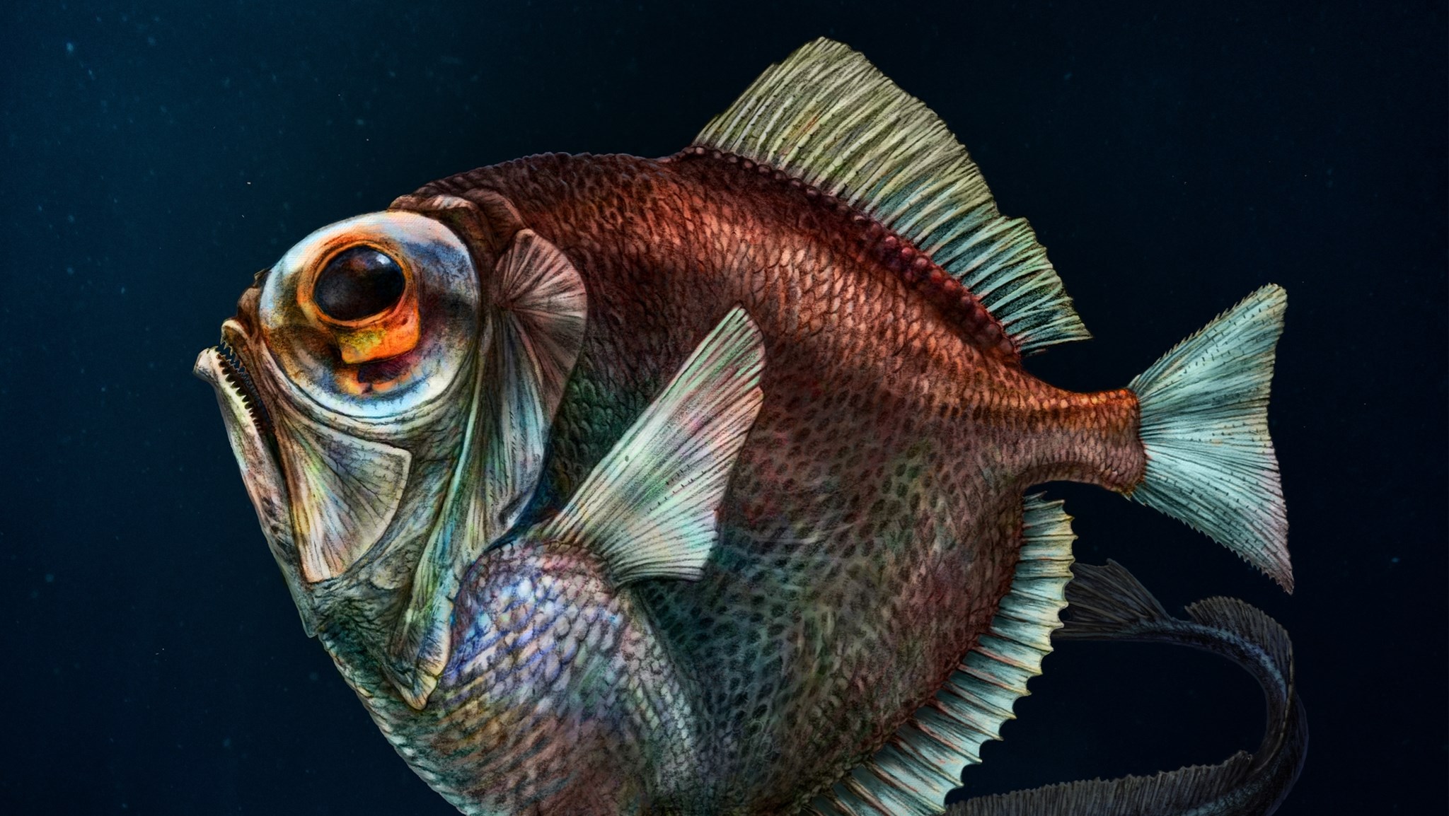 This fish has. Абиссальные рыбы. Diretmus argenteus. Глубоководный удильщик. Рыба телескоп глубоководная.