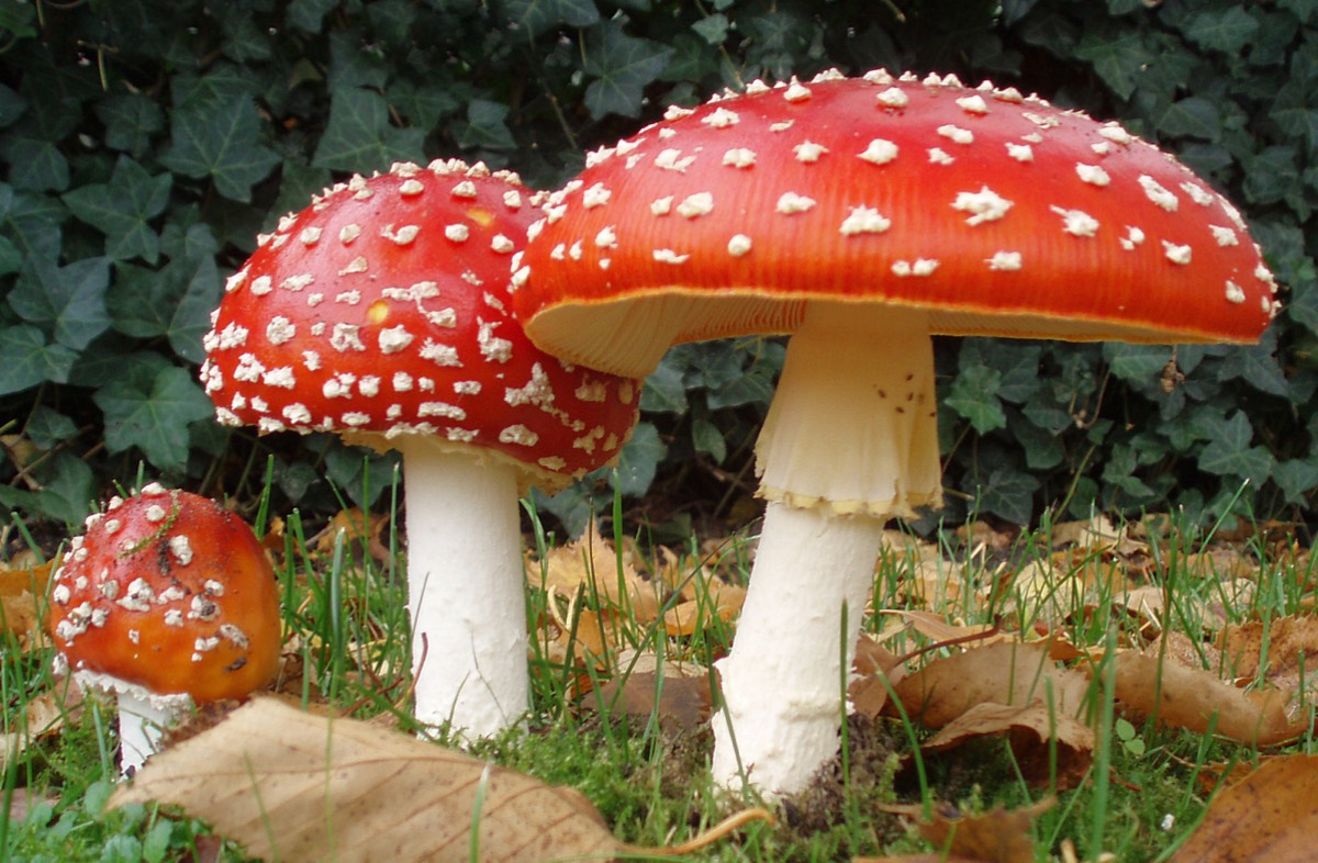 The mushroom Amanita muscaria is known to have hallucinogenic properties. Image: Wikipedia Commons