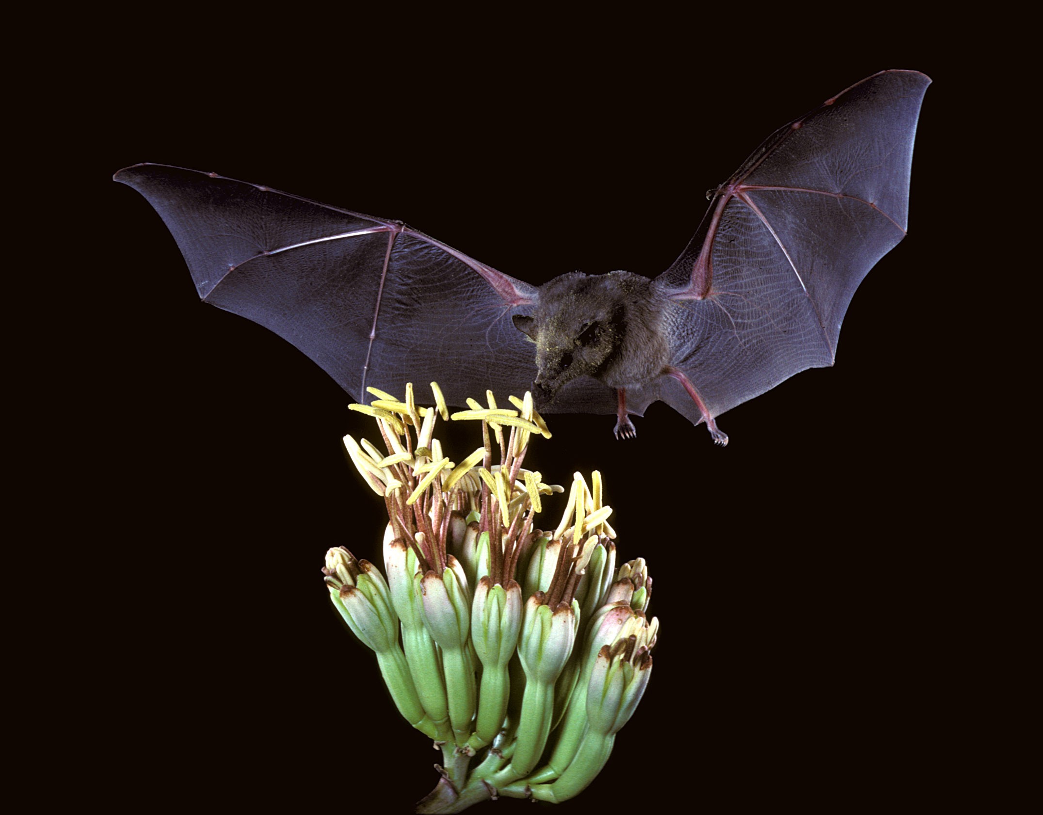 Mexican long-tongued bat (Choeronycteris mexicana) drinking from a cactus. Image: USFWS